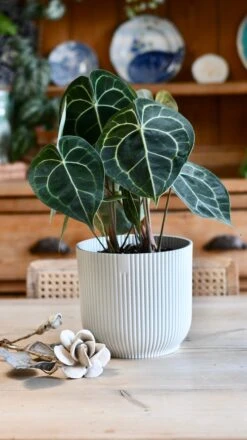 Large Anthurium Clarinervium 9 Large Anthurium Clarinervium -Verdant Haven Sales Store 98bb8d 6c1d763507fa429a99b45c5c44e97cdc mv2