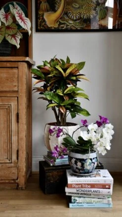 Small Codiaeum 'Mrs Iceton' -Verdant Haven Sales Store 98bb8d 6c6de9b7ed034a5699262c39c89bb309 mv2