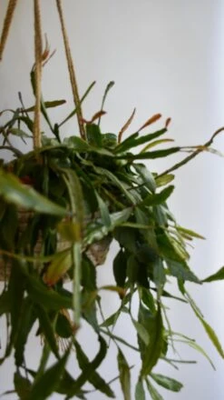 Large Rhipsalis Elliptica -Verdant Haven Sales Store 98bb8d 6c9c4c014130423ba47533c19b9268f0 mv2