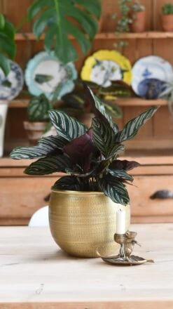 Calathea Sanderiana - Pinstripe - Prayer Plant -Verdant Haven Sales Store 98bb8d 6cf7ee32b5d2462c83c4660121aa650b mv2