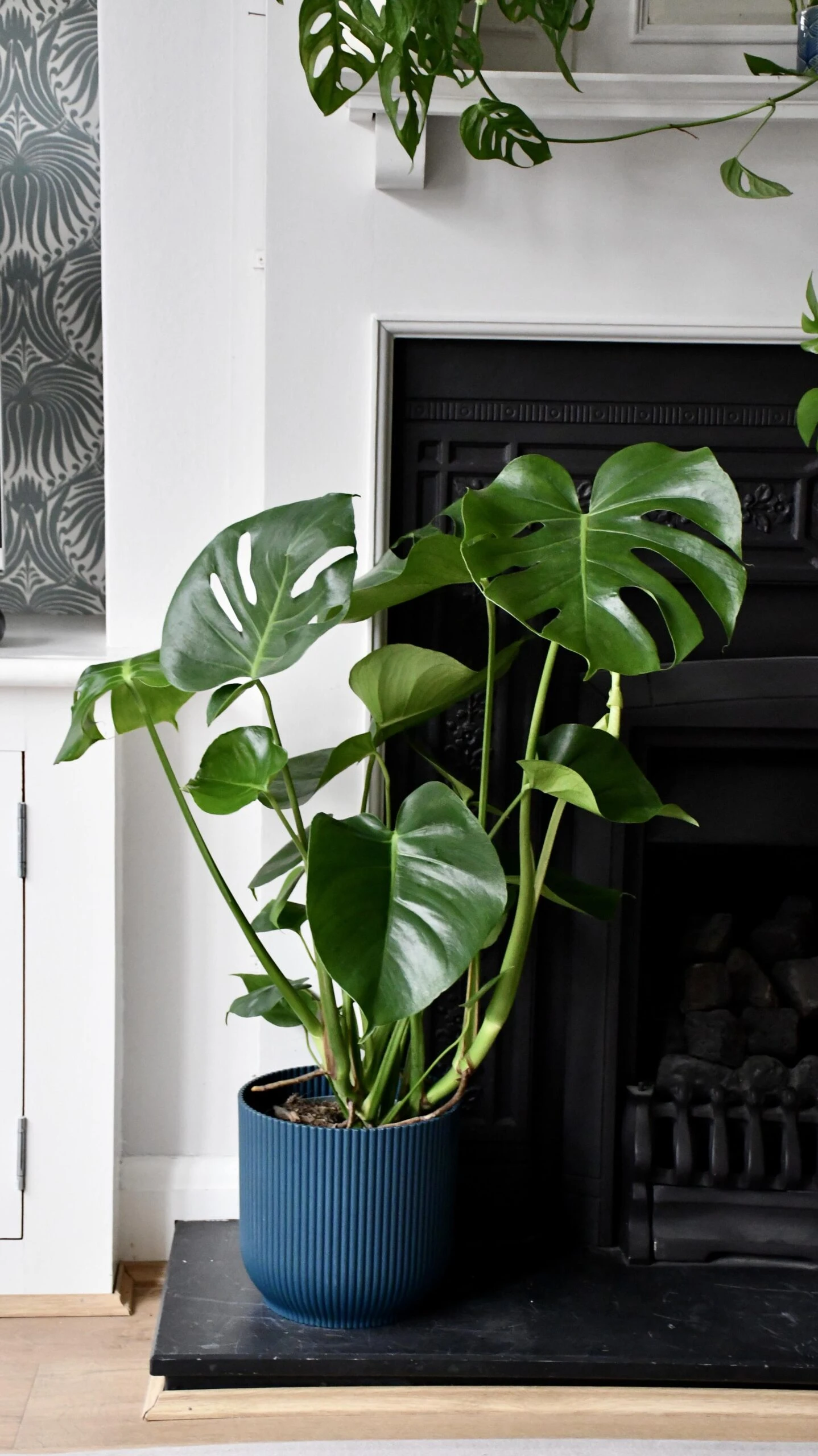 Large Monstera Deliciosa - Swiss Cheese Plant & Vibes Pot 2 Large Monstera Deliciosa - Swiss Cheese Plant & Vibes Pot - Image 2