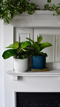 Baby Ficus Lyrata & Vibes Pot 11 Baby Ficus Lyrata & Vibes Pot -Verdant Haven Sales Store 98bb8d 6d2a64e70fec4c66bd8e7eb4f09c6cbf mv2