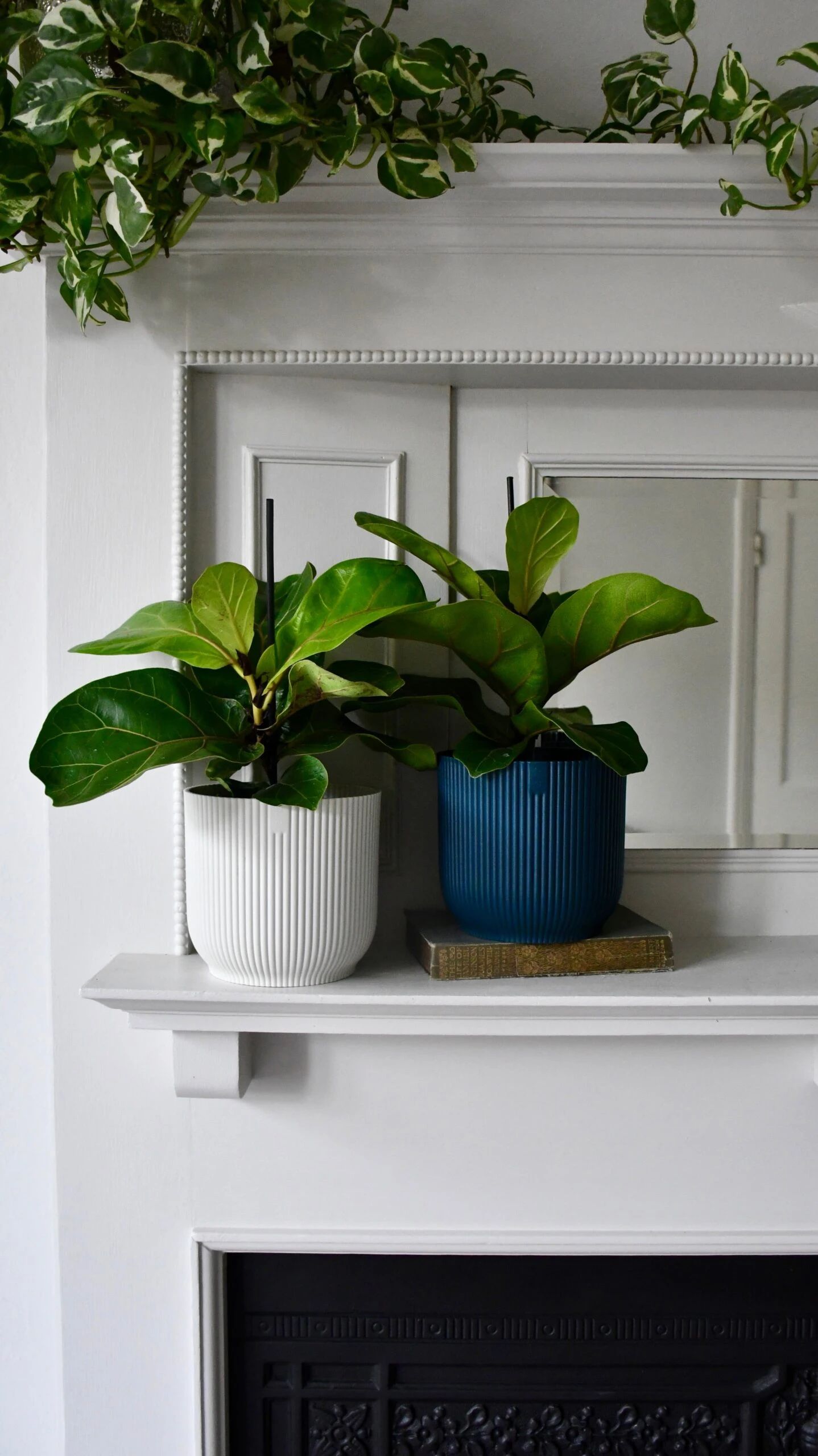 Baby Ficus Lyrata & Vibes Pot 3 Baby Ficus Lyrata & Vibes Pot - Image 3