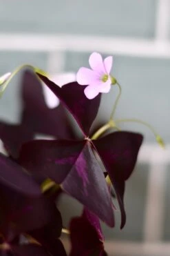 Oxalis Triangularis (Purple Shamrock, False Shamrock) -Verdant Haven Sales Store 98bb8d 6d474cac1bcd4404875706efda64cec7 mv2 d 2848 4272 s 4 2