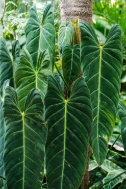 Philodendron Melanochrysum -Verdant Haven Sales Store 98bb8d 6fa0a525742a4c1294b6030cf56dd29a mv2 3697d2bd eac6 4496 b76a 8abcd1987290