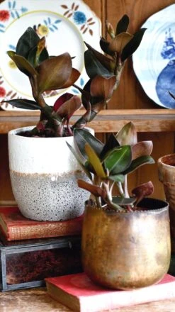 Black Velvet Jewel Orchid *rare* (Ludisia Discolor Black Velvet) 18 Black Velvet Jewel Orchid *rare* (Ludisia Discolor Black Velvet) -Verdant Haven Sales Store 98bb8d 71b405303d5c4d5b82b2bcf01e09d5e3 mv2