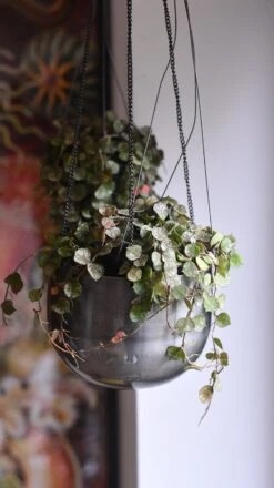 Hoya Curtisii, Wax Flower, Porcelain Flower -Verdant Haven Sales Store 98bb8d 72a301b9e52a478288773150874bbcf1 mv2