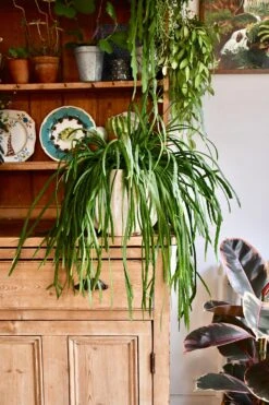 Large Lepismium Cactus (Bolivianum Forest Cactus)