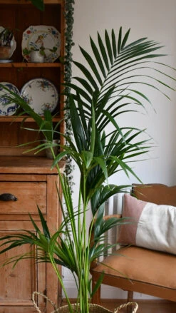 Kentia Palm (Howea Forsterian) -Verdant Haven Sales Store 98bb8d 7368e3fd5e874534abe8eafa7fe06d5a mv2