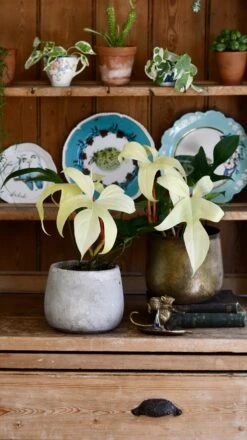 Philodendron Pedatum 'Florida Ghost' -Verdant Haven Sales Store 98bb8d 73e43ce238a446fc8f45699f66fedf03 mv2