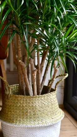 Dracaena Anita Tree -Verdant Haven Sales Store 98bb8d 742ef30f1a58434f8cb993fb4f2ad0a9 mv2