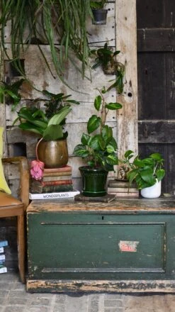 Piper Betle Variegata -Verdant Haven Sales Store 98bb8d 749300cc70da4f5faf9bcf855a5a1a5d mv2