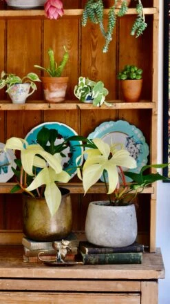 Philodendron Pedatum 'Florida Ghost'