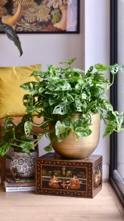 XL Monstera Obliqua 'Monkey Mask' -Verdant Haven Sales Store 98bb8d 75b8a8cfce2345378ecbdc768a2e3539 mv2