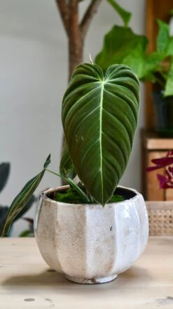 Philodendron Melanochrysum -Verdant Haven Sales Store 98bb8d 75c959356c8c47d190e420ea52db11da mv2
