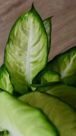 Dieffenbachia Summer (Dumb Cane Or Leopard Lily) -Verdant Haven Sales Store 98bb8d 76043aa880d5402ea904893473200e8a mv2 5cb71f48 998e 46d1 bafd c71b80d8133c