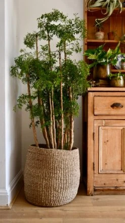 Polyscias Ming Or Aralia Ming -Verdant Haven Sales Store 98bb8d 76094673a3a64ad99e8e2d107d0bac6e mv2