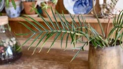 Philodendron Tortum *Rare* -Verdant Haven Sales Store 98bb8d 771720aea8994f418ca41d652c6e1a3d mv2