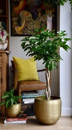 The Umbrella Tree Or Schefflera Plant -Verdant Haven Sales Store 98bb8d 771ccca4cde1479789b5ae2653732487 mv2