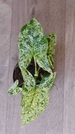 Syngonium Mottled | Mojito -Verdant Haven Sales Store 98bb8d 772b6f93b2e0426084484dc295496acb mv2