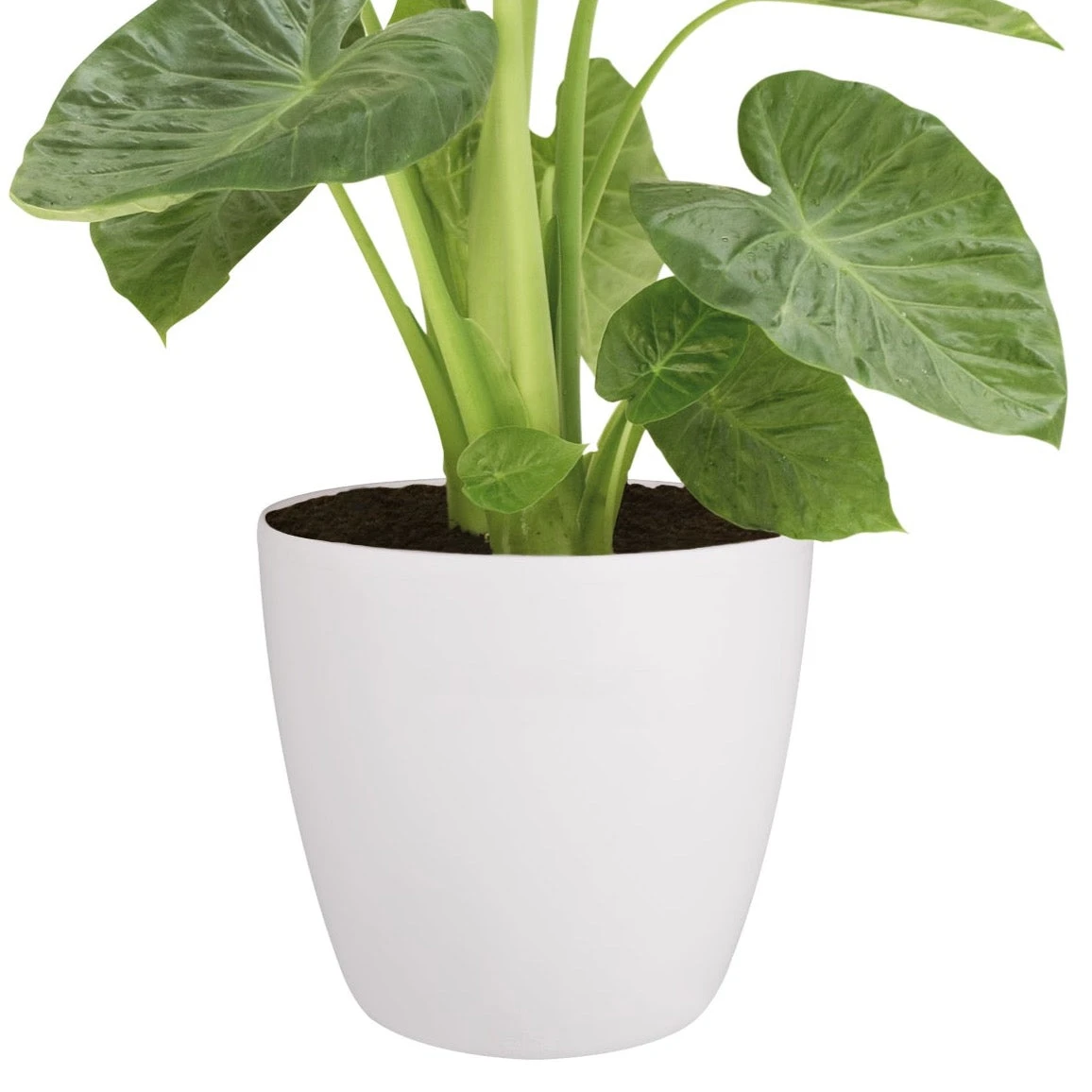 Brussels Round Plant Pot 40cm (Large Indoor Plant Pots) 7 Brussels Round Plant Pot 40cm (Large Indoor Plant Pots) - Image 7