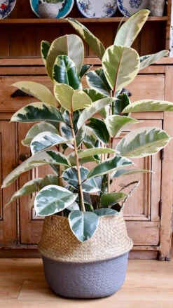 Ficus Tineke, Variegated Rubber Plant, -Verdant Haven Sales Store 98bb8d 775d4ee657664d6aa4aed1dd102ff246 mv2