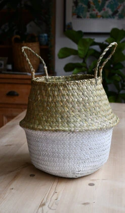 XL Variegated Monstera 10 XL Variegated Monstera -Verdant Haven Sales Store 98bb8d 79e56a591b104ffba743910c01617e82 mv2 ecf97ae5 c994 45e8 a5b9 65d6e656eaa8