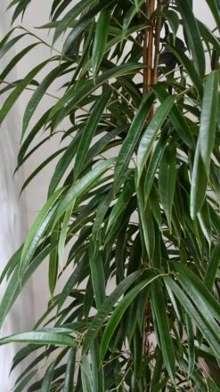 Tall Ficus Maclellandii Alii Or Large Amstel King -Verdant Haven Sales Store 98bb8d 7a550ad655e541d3a2d440312c9766c8 mv2