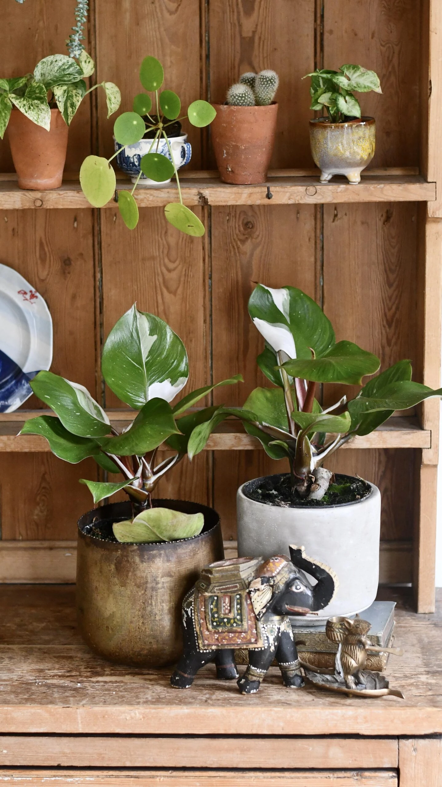 Philodendron White Knight 7 Philodendron White Knight - Image 7