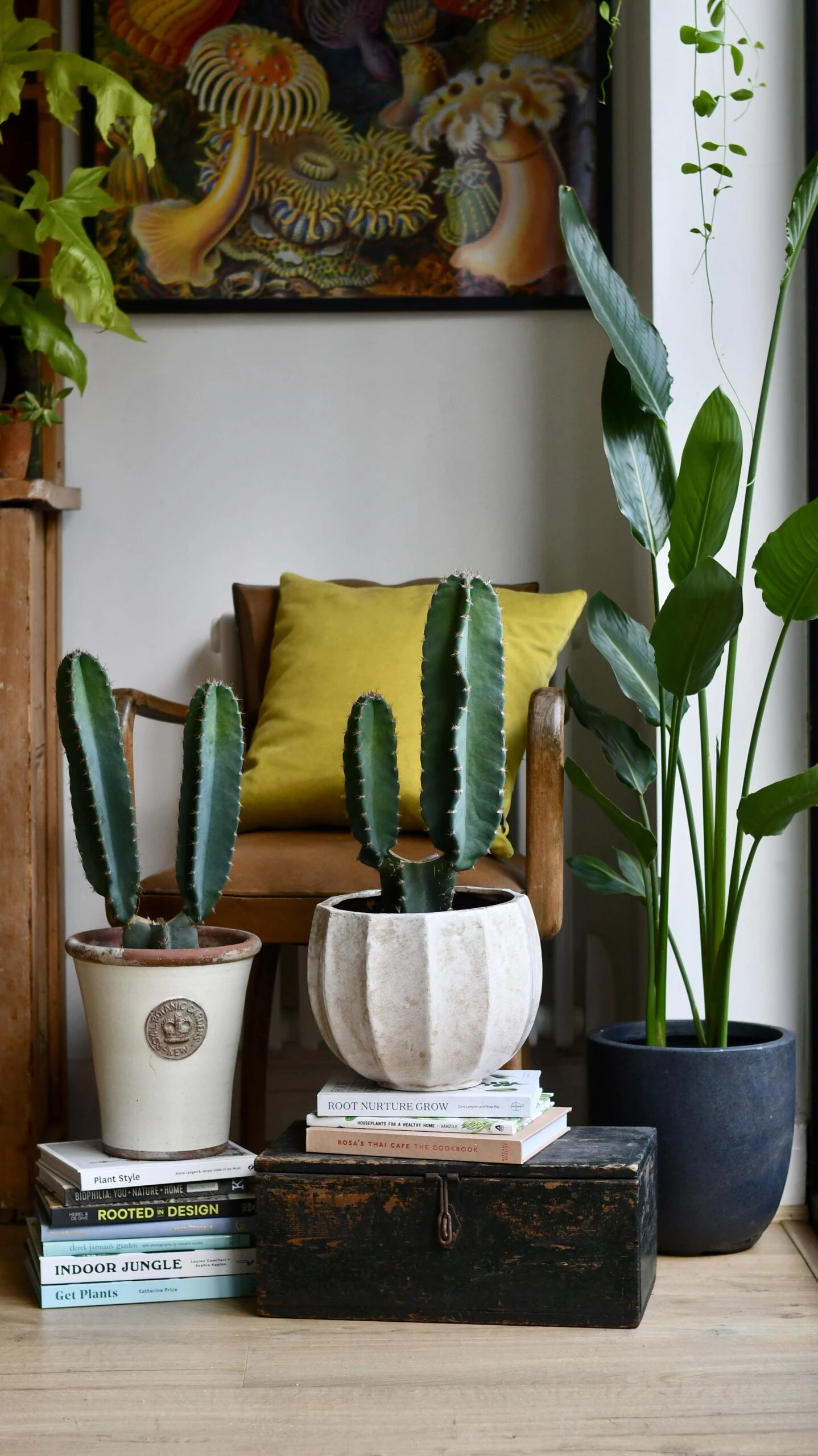 Small Cereus Peruvian (Blue Cactus) 1 Small Cereus Peruvian (Blue Cactus)