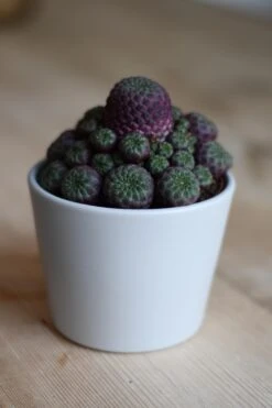 Sulcorebutia Rauschii 5 Sulcorebutia Rauschii -Verdant Haven Sales Store 98bb8d 7d733022894343909535d4d9fbb62c85 mv2 d 3712 5568 s 4 2