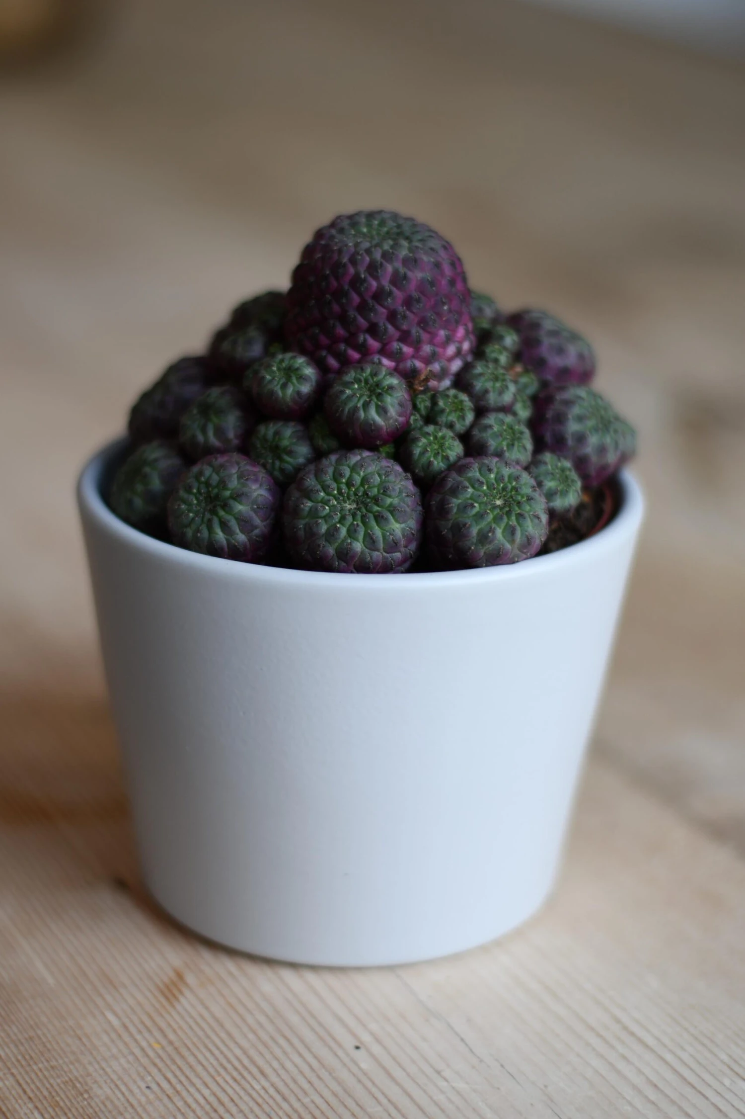 Sulcorebutia Rauschii 3 Sulcorebutia Rauschii - Image 3