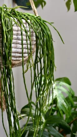 Rhipsalis Paradoxa - Chain Cactus -Verdant Haven Sales Store 98bb8d 7dea208014b645be9069ff6eace87660 mv2