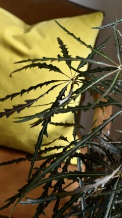 Plerandra Elegantissima In Tembesi Pot -Verdant Haven Sales Store 98bb8d 7e3d02f3def44ce8891569a9355adb9c mv2