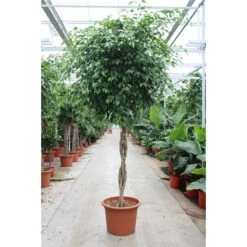 Ficus Exotica Twisted Stem (Large Tree)