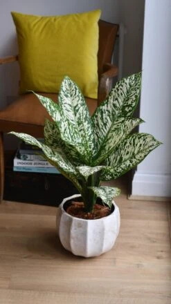 Dieffenbachia White Etna *Rare* -Verdant Haven Sales Store 98bb8d 7ec301ee37e844f7a3258d9139dd7e90 mv2
