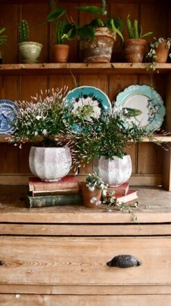 White Jasmine (Jasminum Polyanthium) -Verdant Haven Sales Store 98bb8d 7f1a9c90cccf4caa87c9430507213e68 mv2