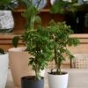 Baby Polyscias Ming Or Aralia Ming