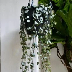 Brussels Hanging Basket 18cm -Verdant Haven Sales Store 98bb8d 805f458e4ab543d281602b93f8c0db53 mv2