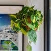 Hanging Philodendron Scandens Brasil