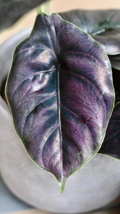 Alocasia Azlanii (Jewel Alocasia 'Red Mambo') -Verdant Haven Sales Store 98bb8d 822b0ce4efdc4c1fbeb6b9217f696099 mv2