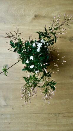 White Jasmine (Jasminum Polyanthium) -Verdant Haven Sales Store 98bb8d 825603c64e5a47ffbfa115c08b86cc54 mv2