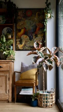 Ficus Pink Princess Tree -Verdant Haven Sales Store 98bb8d 827339b1c0924615a00354b6652985b1 mv2