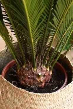 Cycas Revoluta - Sago Palm -Verdant Haven Sales Store 98bb8d 82a2cab7935e464e9ea18293bd87ef31 mv2 d 2848 4272 s 4 2