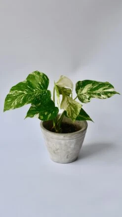 Variegated Monstera - Lots Of White Variegation 12cm X 40cm 15 Variegated Monstera - Lots Of White Variegation 12cm X 40cm -Verdant Haven Sales Store 98bb8d 8419926498d74b8894a0dcc6203a589c mv2 87d2d44d 6c49 481e a933 ad60deaad8e0