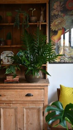 Aglaomorpha Coronans (Snake Leaf Fern) -Verdant Haven Sales Store 98bb8d 84b3324a5f2d47209fbdeee04d88ae4c mv2