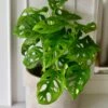 Monstera Obliqua - 'monkey Mask'