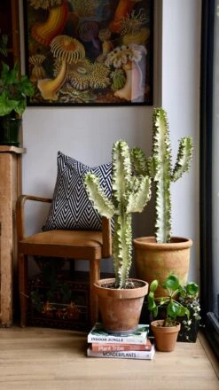 Euphorbia Erytrea Variegata -Verdant Haven Sales Store 98bb8d 857a348c0ac9477dae2a991aa74570c9 mv2