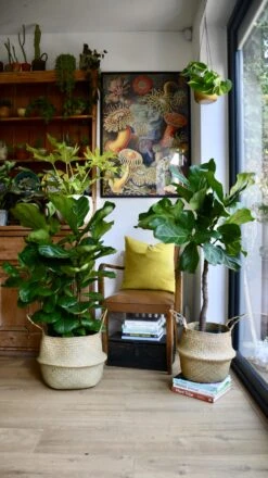 Ficus Lyrata Tree (Fiddle Fig Tree) -Verdant Haven Sales Store 98bb8d 857d95fe63484d1e868e4ab97cafffda mv2