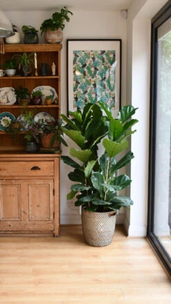 Fiddle Leaf Fig Tree (Ficus Lyrata With Three Stem)